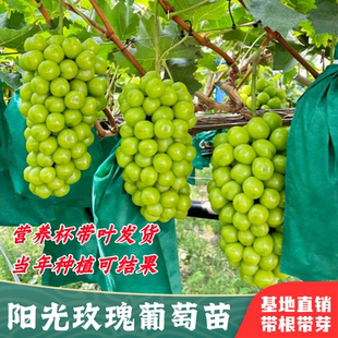 正宗阳光玫瑰葡萄树苗巨峰夏黑蓝宝石水晶葡萄树苗南北方盆栽爬藤