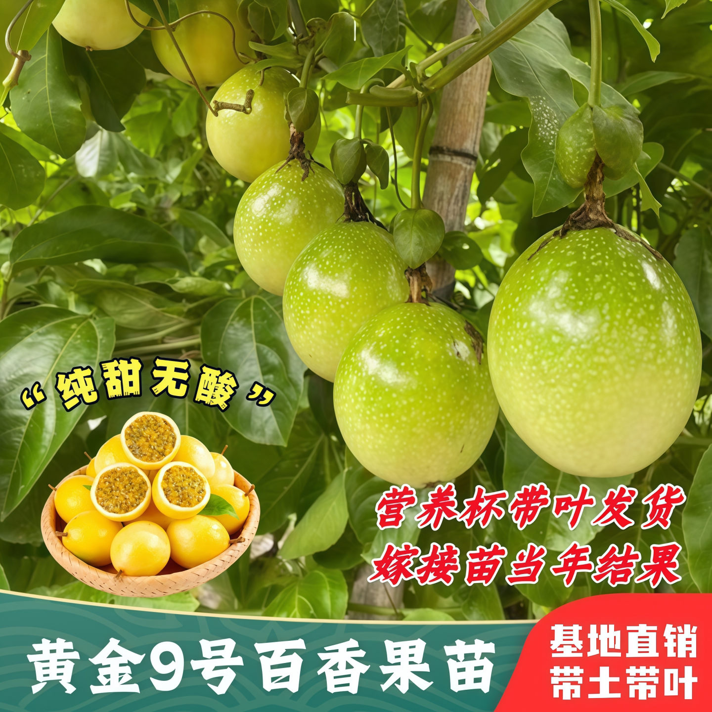 钦蜜9号树纯甜爬藤种植四季结果图片
