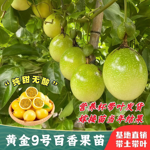 钦蜜9号树纯甜爬藤种植四季结果