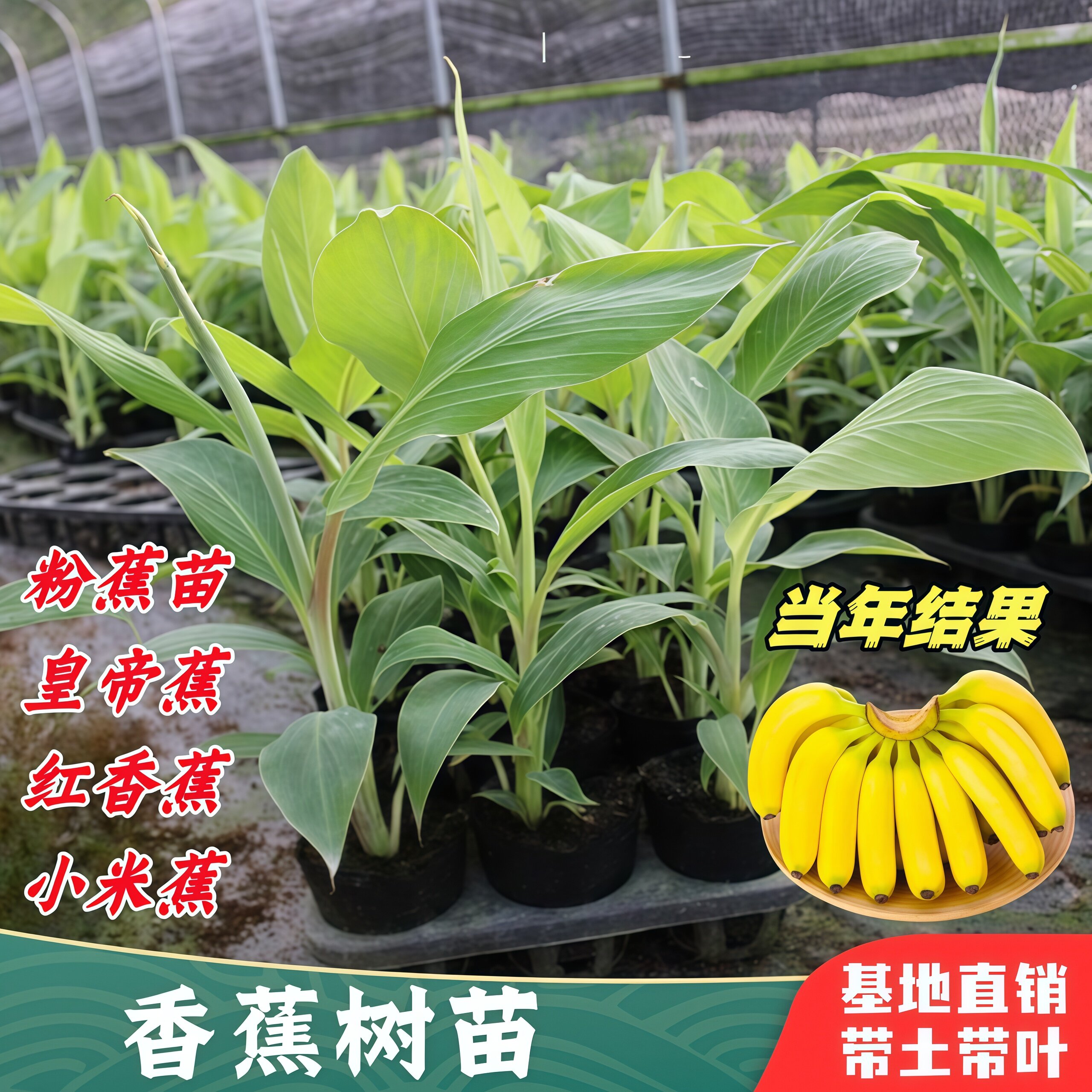 香蕉树苗矮化粉蕉苗皇帝蕉小米蕉中蕉9号芭蕉树红蕉庭院盆栽结果