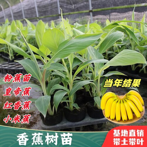 香蕉树苗矮化苗盆栽地栽当年结果