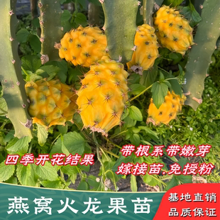 燕窝火龙果树苗嫁接麒麟果苗新品种火龙果苗黄皮白肉盆栽当年结果