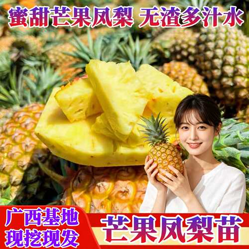 芒果凤梨苗无需泡盐水四季凤梨苗