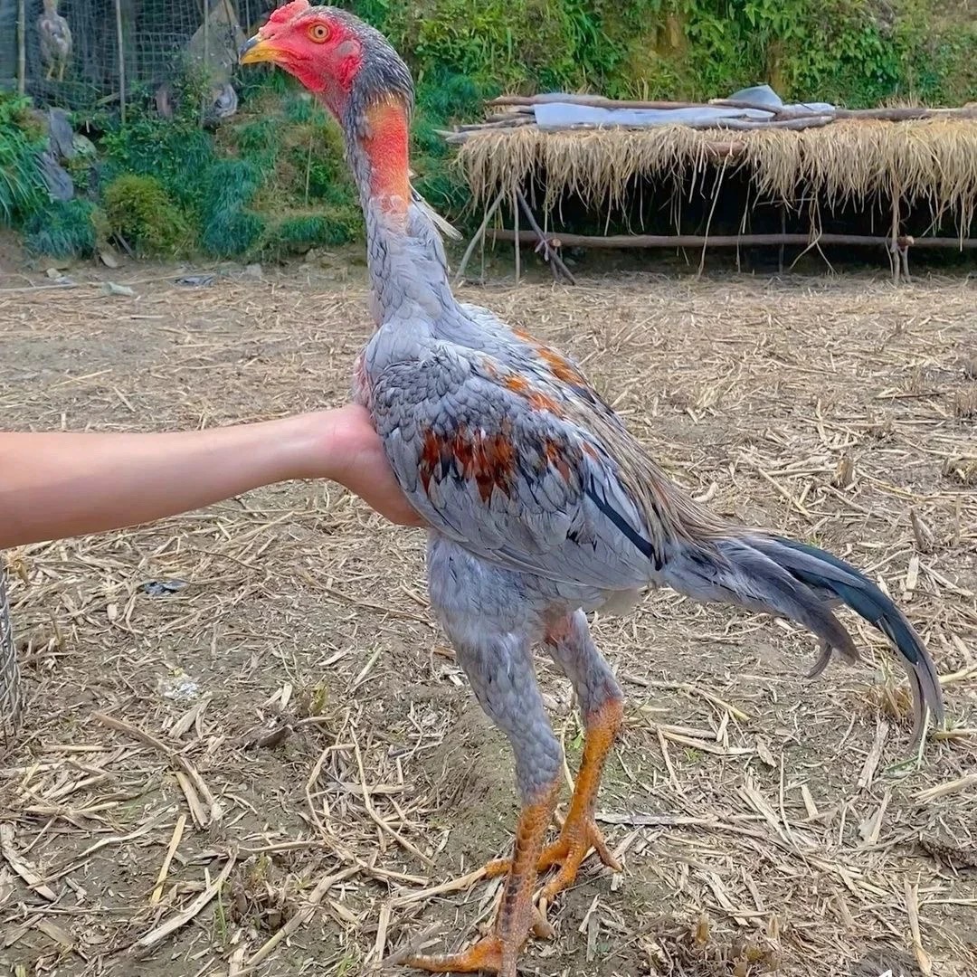 半斤小斗鸡公鸡苗脱温杂交斗鸡苗