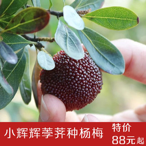 汁多味甜杨梅小辉辉肉质细软