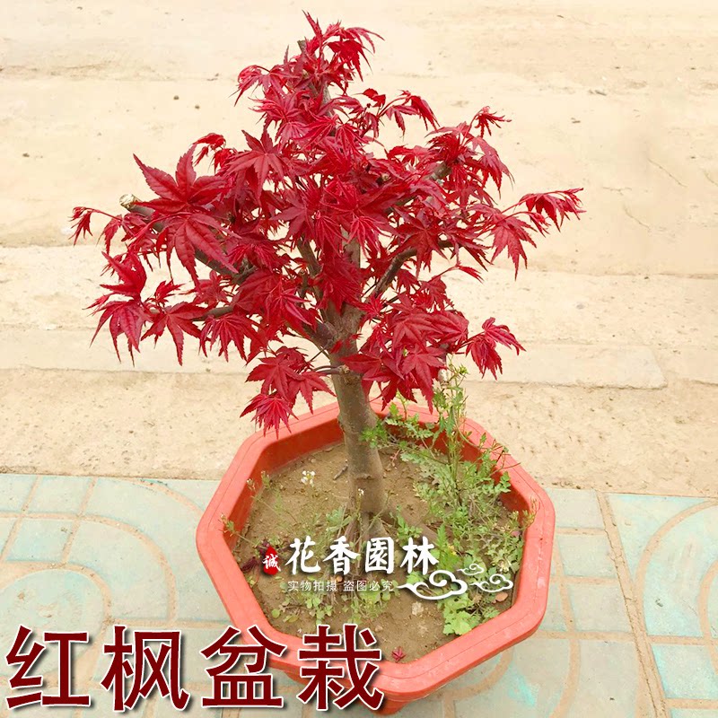四季日本红舞姬盆景老桩室内盆栽绿植客厅庭院阳台中国红红枫树苗在类目 鲜花速递/花卉仿真/绿植园艺, 花卉/绿植盆栽（新）, 绿植中 - 来自Buy2taobao.com提供专业的淘宝代购服务
