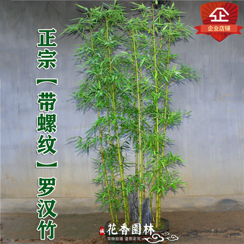 庭院观赏盆景竹罗汉竹阳台种植