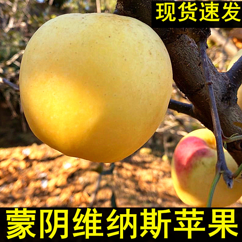 蒙阴现摘果园直发新鲜水果现货孕苹果