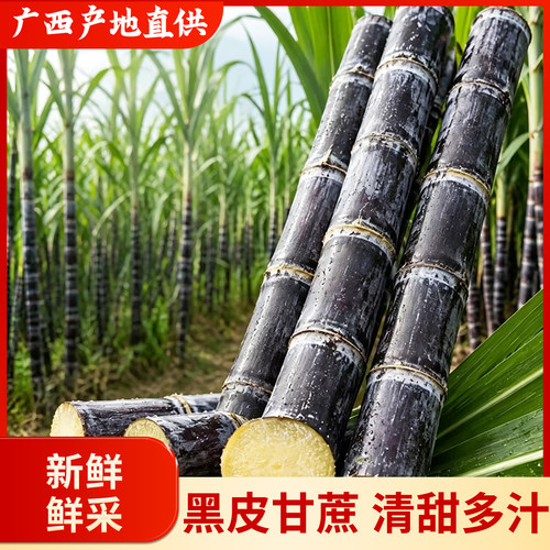 正宗广西黑皮甘蔗脆甜多汁