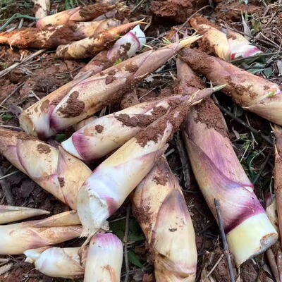 闽清樟洋苦笋新鲜现挖