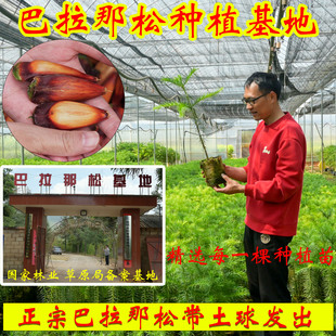 正宗巴拉那松种苗树苗巴西进口树种大拇指松子1到5年巴拉那松树苗