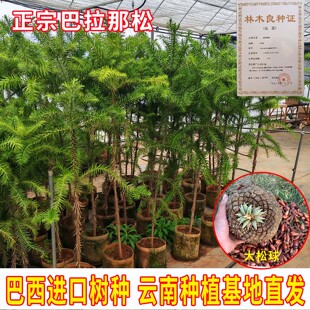 巴拉那松种苗巴西进口树种大拇指松子1到5年巴拉那松树苗批发种植
