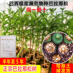 巴拉那松子树苗巴西进口树种大拇指松子1到5年巴拉那松树苗批发