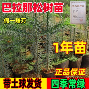正宗巴西进口树种大拇指松子树苗耐寒耐旱树种基地带土发1年苗