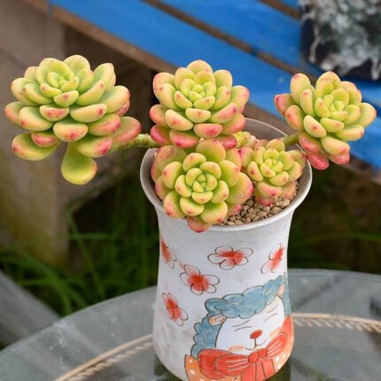 香格里多肉植物老桩盆栽悬崖老桩室内阳台盆栽花卉新手好养防辐射