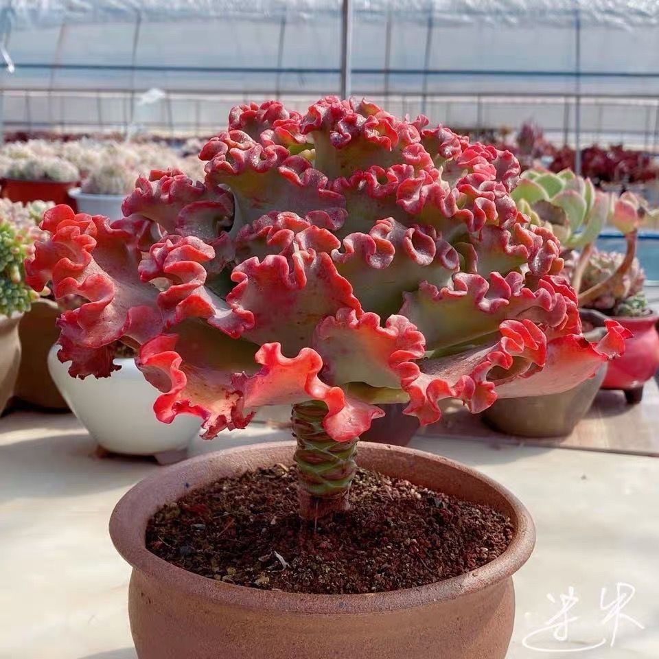 多肉女王花笠包菜型多肉植物晚霞之舞  蓝狐 舞会红裙 包菜型多肉 鲜花速递/花卉仿真/绿植园艺 多肉植物 原图主图