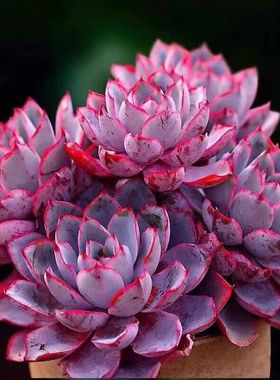 赫拉多肉植物老桩 紫色好养多肉组合 花卉绿植客厅阳台防辐射客厅