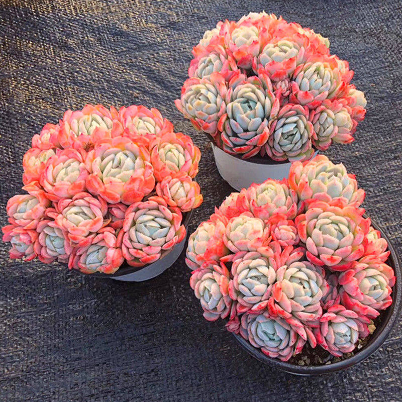 胭脂贝瑞香味群生 多肉植物冰梅肉肉植物 萌肉肉组合盆栽室内花卉