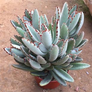 月兔耳黑兔耳多肉植物伽蓝菜属泰迪熊孙悟空超萌组合套餐盆栽花卉