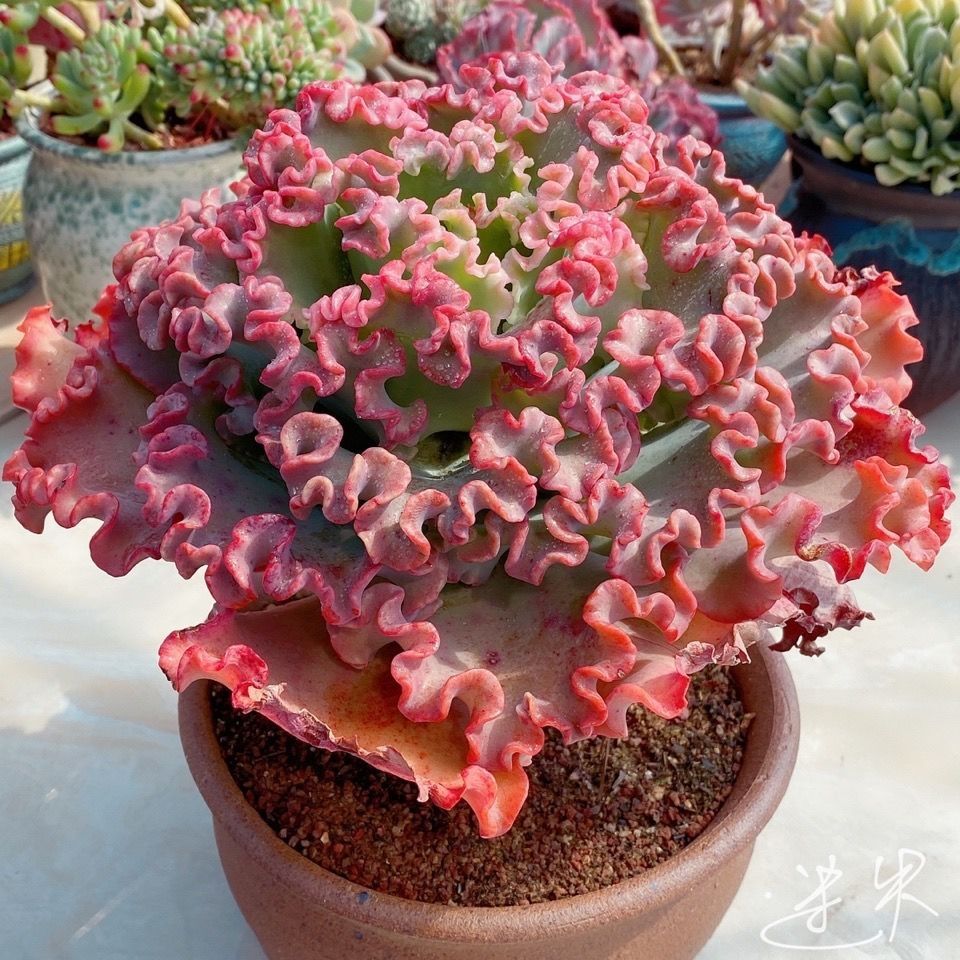多肉高砂之翁包菜型多肉植物晚霞之舞  蓝狐 舞会红裙 包菜型多肉