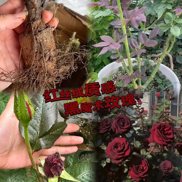 云南玫瑰苗 黑魔术月季花苗 家庭园艺绿植大花盆栽苗基地直销