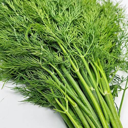 新鲜莳萝草食用香料菜