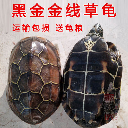 黑腹乌龟活体中华草龟放养金线龟生墨龟宠物龟活物招长镇寿宅财 - 封面
