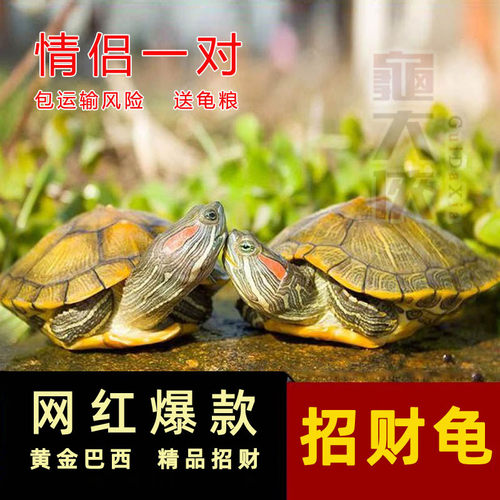 网红情侣巴西龟宠物招财黄金