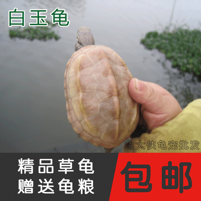 包邮白玉黄化精品变异中华草龟