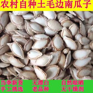 重庆农家自种老品种土南瓜子新鲜毛边生南瓜籽带壳原味干货包邮