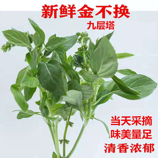新鲜九层塔潮汕金不换食用台湾罗勒叶西餐三杯鸡冬阴功香料食用