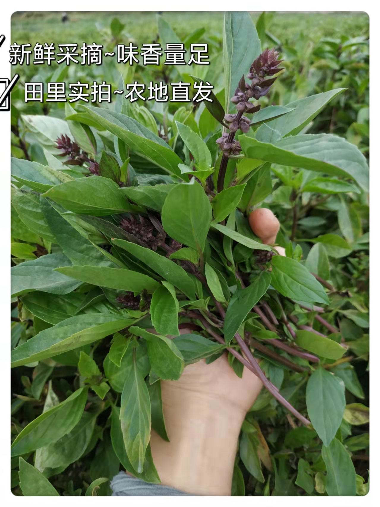 新鲜现摘现发金不换红骨九层塔罗勒味香三杯鸡食用香菜青酱西餐包