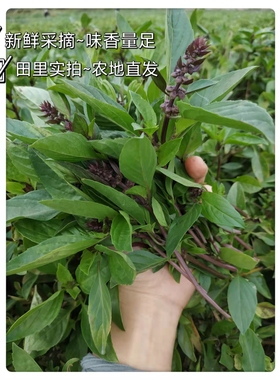 现摘红杆紫九层塔食用新鲜台湾金不换非罗勒叶冬阴功食材香料菜