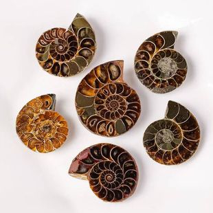 天然海螺化石小切片开片螺菊石古生物化石原石矿石标本科普教学