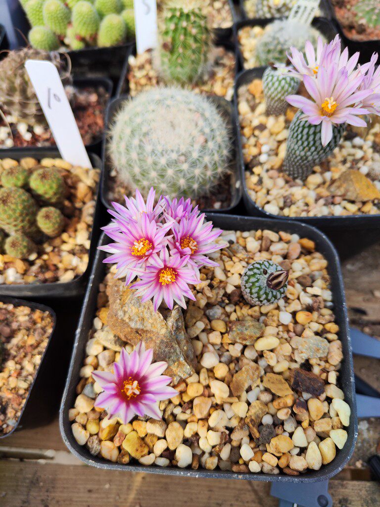 迷你盆栽开花仙人球实生精巧殿萝卜根粉色花阳台窗台绿植小型