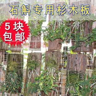 石斛种植板 洋兰吊栽树板板皮杉木板树皮板杉树板替代蛇木板包邮