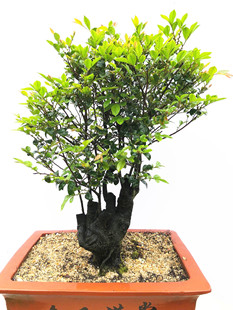 小叶紫檀盆景树桩盆栽绿色木本植物室外室内客厅中大四季常青绿植