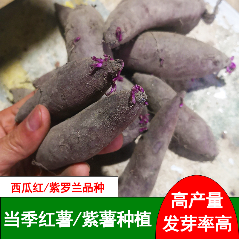 红薯紫薯育苗种植农家自种高产地瓜红心蜜薯板栗番薯发芽10斤包邮