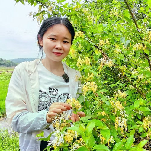 农家自晒金银花泡茶野外人工采摘无硫无添加125g