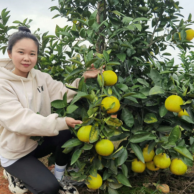 特级果井冈鸡尾青柚400g－500g新鲜水果果园直发净重9斤香香推荐