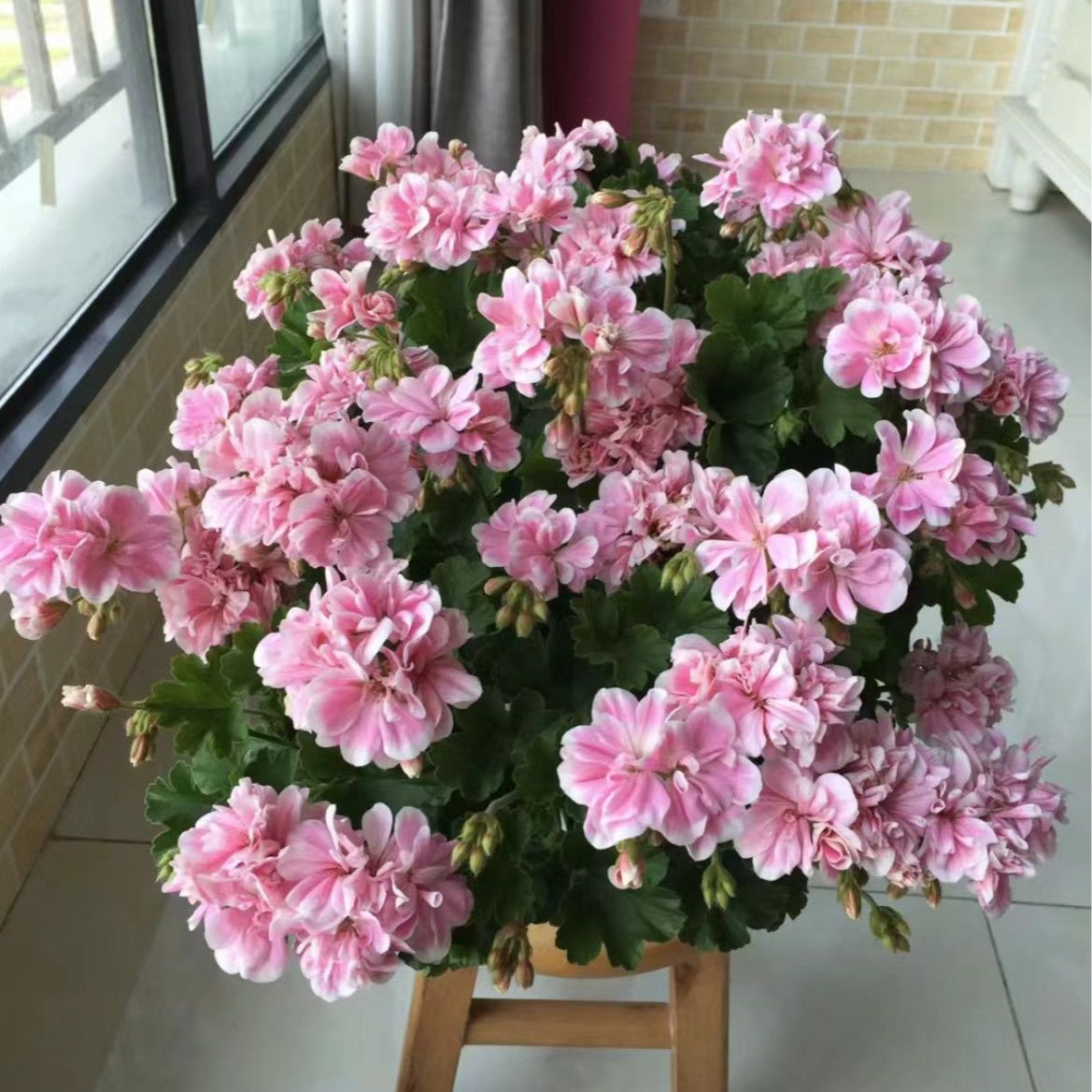 重瓣大花天竺葵盆栽四季开花植株阳台庭院客厅好养易活带花苞发货