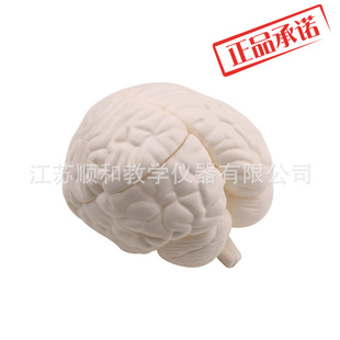 脑解剖模型J3307型小学初高中大脑模型脑部构造关系解剖教学模型