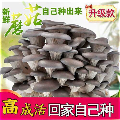 儿童种蘑菇可食用内盆栽多肉植物