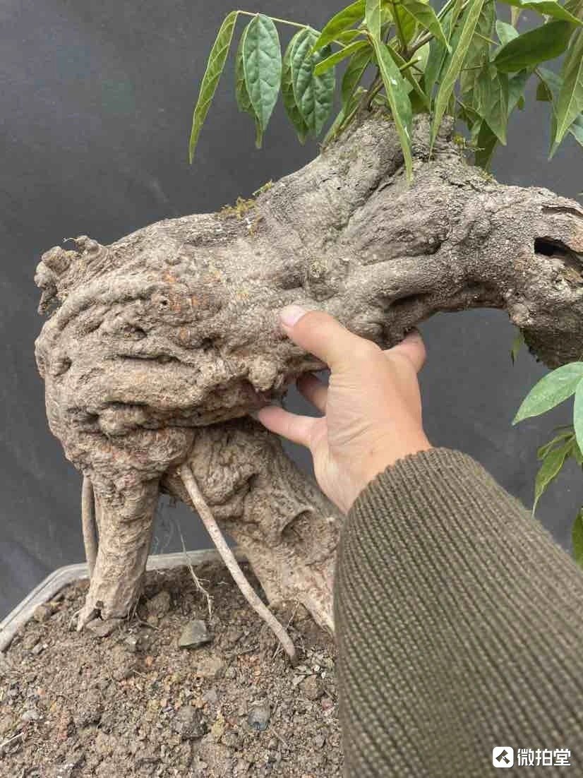 崖豆鸡血藤紫藤盆景