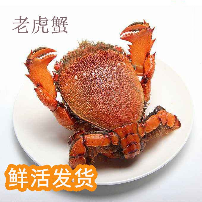 生猛澳洲老虎蟹咖啡蟹虎头蟹贵妃蟹 旭蟹大螃蟹 120元/斤