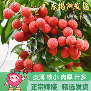 广东荔枝树苗桂味无核糯米糍妃子笑嫁接果苗仙进奉冰荔果树苗盆栽