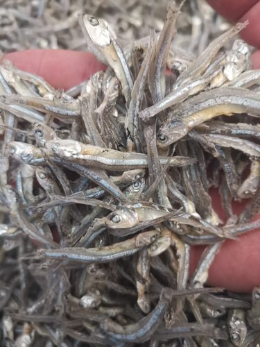荣成石岛小银鱼面条鱼小鱼500g