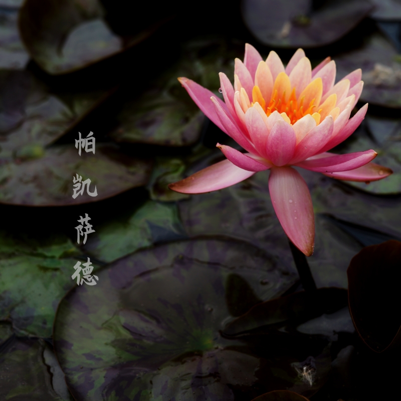 金丰园艺进口睡莲【帕凯萨德】中型耐寒睡莲水培植物鲜花种籽根块