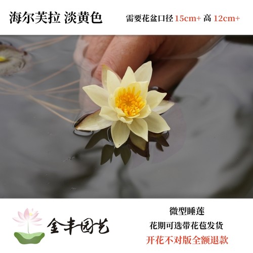 微型睡莲水培植物四季鲜花根块