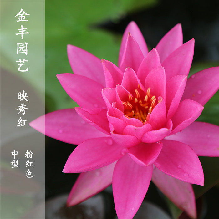 中型睡莲花夏季耐寒睡莲水培植物四季种籽带花苞映秀红块根丰花